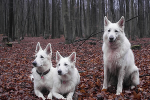 Coralie,Keona,Blesko